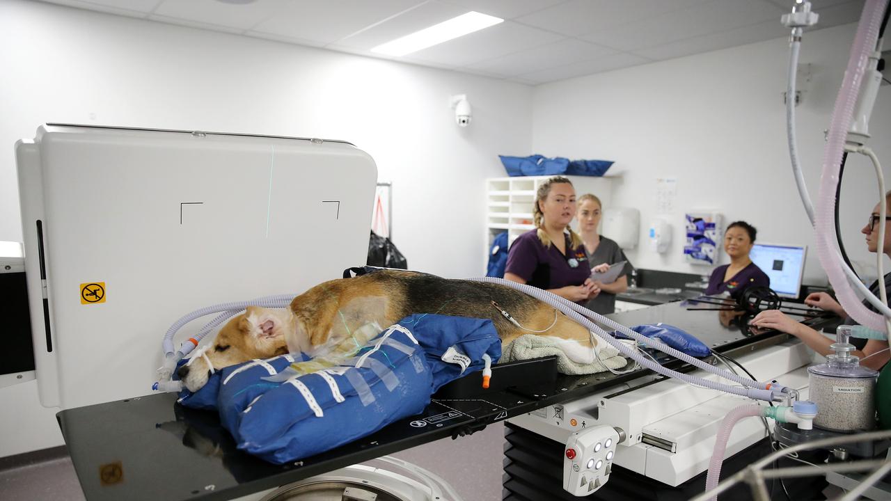 A sedated Clubber the beagle heads in for radiation treatment in SASH’s Elekta Synergy linear accelerator, the most up-to-date radiation therapy available to pets in Australia. Picture: Tim Hunter.