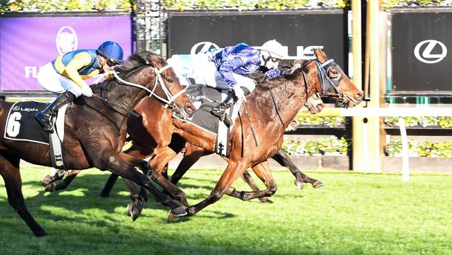 The Map ridden by Damian Lane wins the Lexus Andrew Ramsden at Flemington Racecourse on May 18, 2024 in Flemington, Australia. (Photo by Brett Holburt/Racing Photos via Getty Images)