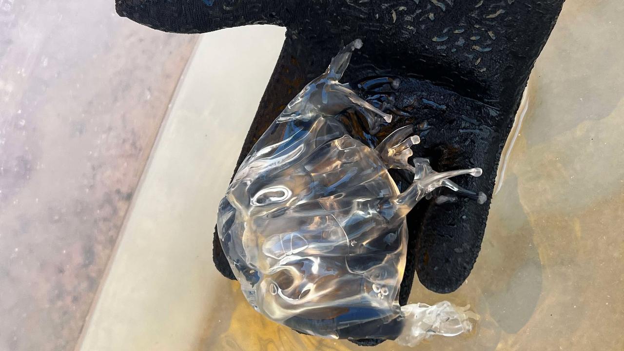 The box jellyfish caught at Eimeo Beach Sunday morning. Photo: Izac Zamparutti