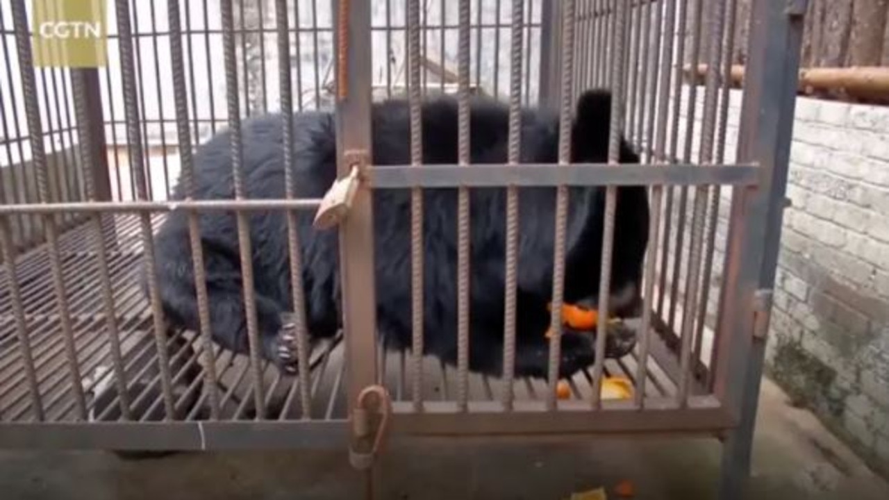 A woman in Yunnan Province, China, thought she was buying a Tibetan mastiff puppy, but the animal would not stop growing thanks to its ravenous appetite.