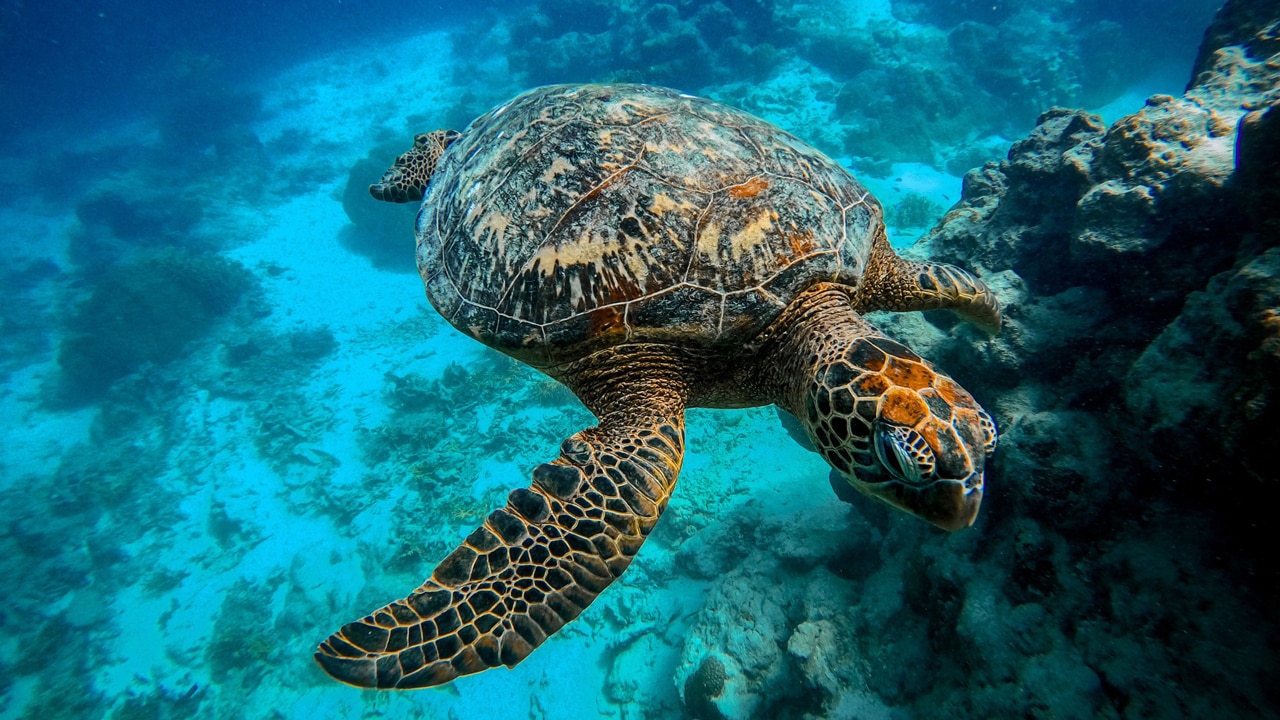 Ariimoana also offers reef walks exploring the lagoon where, with luck, visitors can spot green turtles. Picture: Cook Islands Tourism.