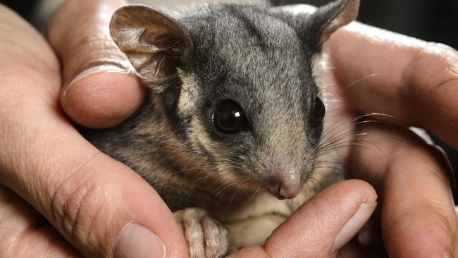 The tiny possum can only be found in Victoria and is the state’s faunal emblem.