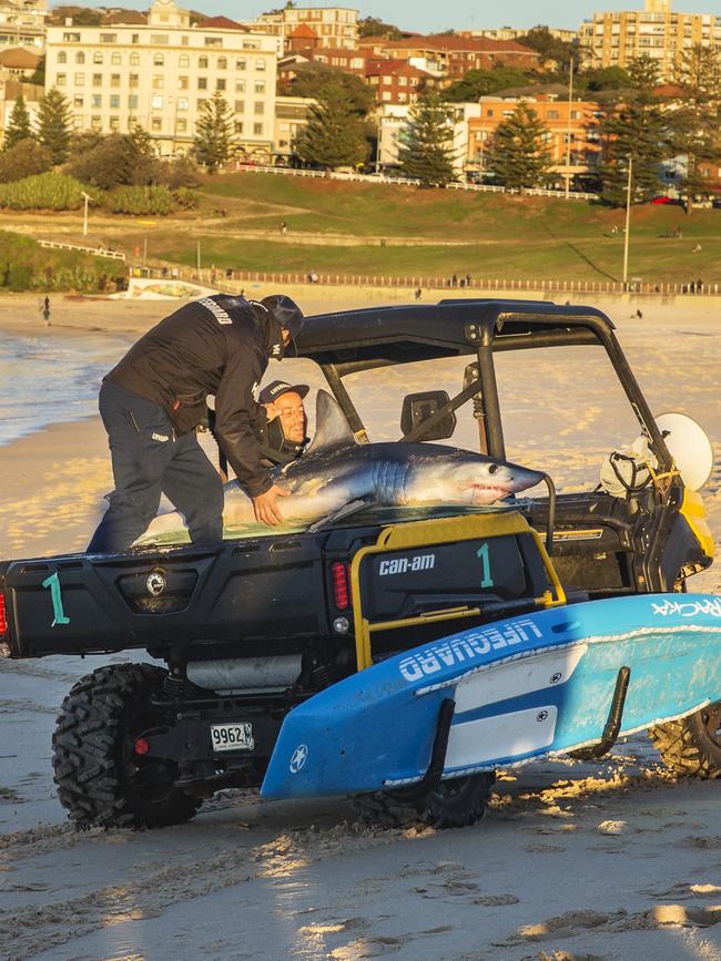 A shark at Bondi Beach is taken away by members of the surf life saving club. Picture: Jenny Evans