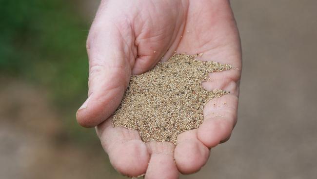 One of the world's smallest cereal seeds, Teff is the quinoa of 2016