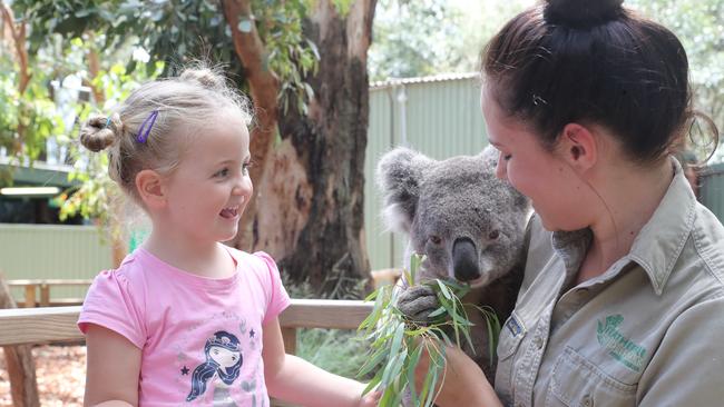 Elwynn Longley, 3, from Campbelltown with zookeeper Tamara Welford and Scout the adult koala on November 22, 2017. Picture: David Swift