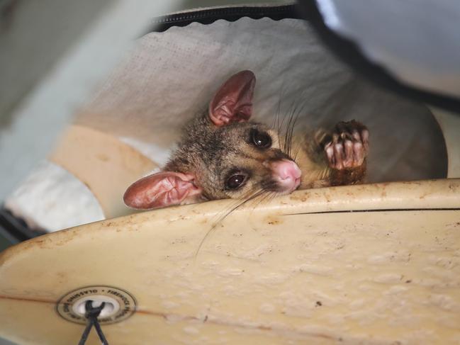 Pissy the Possum making himself at home inside a surfboard cover in the garage roof of photographer  Glenn Hampson. Picture Glenn Hampson