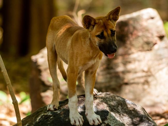 The unveiling the new megafauna nature playground at the Territory Wildlife Park just in time for school holidays. Baby Dingo Leia.Picture: Che Chorley