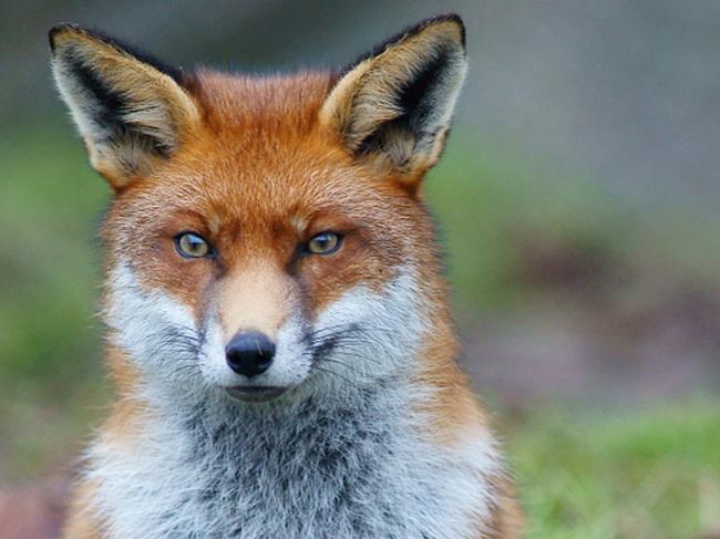 European red fox Willawong