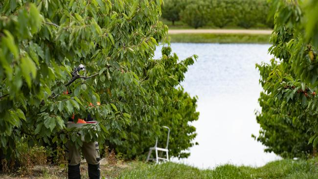 HORTICULTURE: Koala Cherries Yarck OrchardStart of the cherry season at Koala Cherries' Yarck orchard. Koala Cherries owner Michael Roguet.PICTURED: Koala Cherries orchards.PICTURE: ZOE PHILLIPS