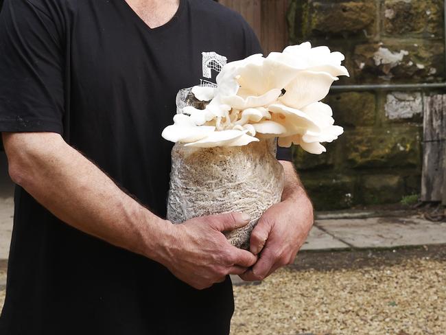 Dean Smith owner of Tunnel Hill Mushrooms at Cambridge that have plans for expansion. Picture: Nikki Davis-Jones