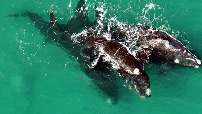 Dozens of whales have been spotted off Victoria’s coast already this winter.