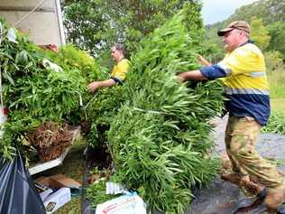 Police have been targeting outdoor cannabis crops across the Tweed Byron Police District. Picture: Liana Turner