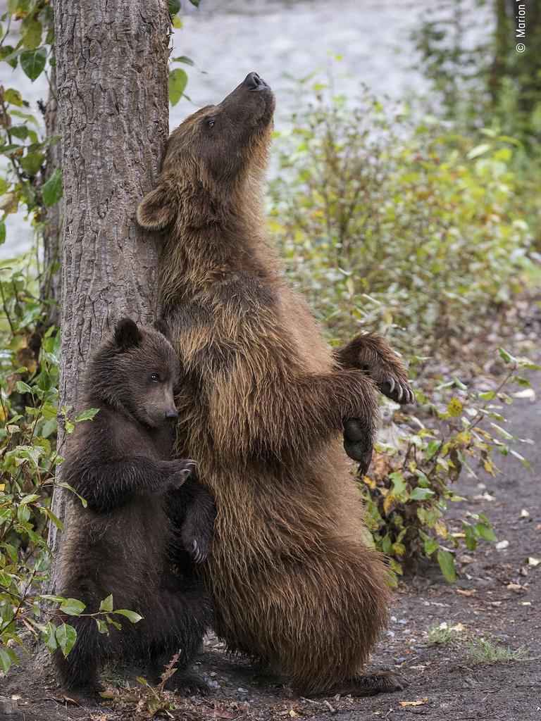 Picture: AAP/Wildlife Photographer of the Year/Natural History Museum, Marion Volborn