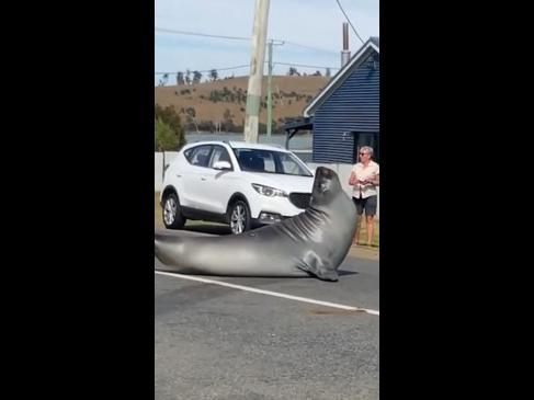 Seal strikes a yoga pose on a road in Tassie