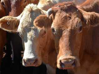 SUPPORT NEEDED: The Lockyer Valley REgional Council's livestock meeting is open to anyone who owns livestock. Picture: Madeline Grace