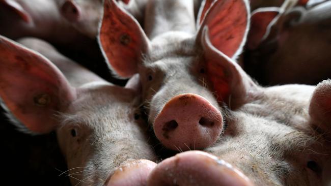 The tough biosecurity laws are designed to protect Australia’s domestic pig industry.