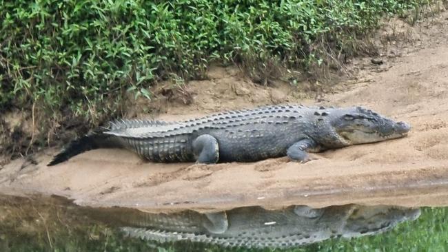 Clyde the croc snapped near the Clyde Rd bridge across the Russell River. Picture: Gus Lee