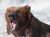 Alaskan brown bear fishing for salmon