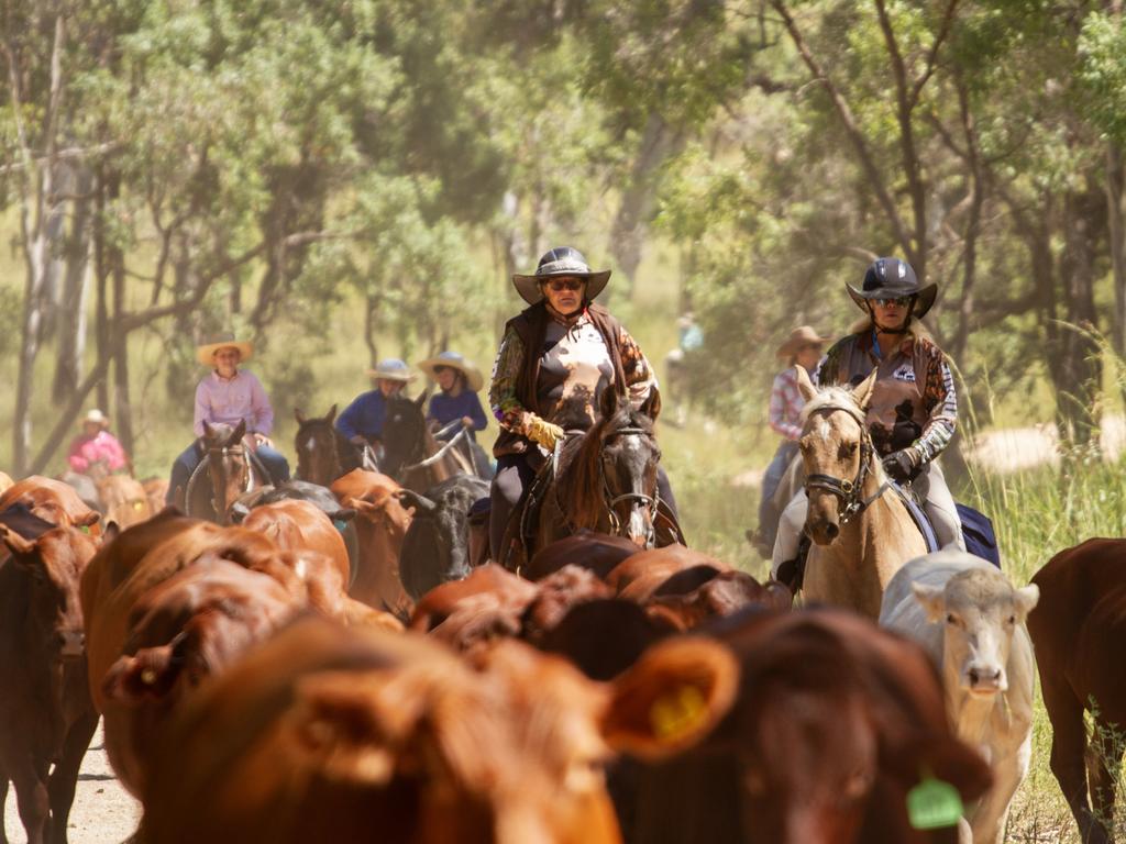 Attendees follow the cattle at the Eidsvold Cattle Drive 2024.