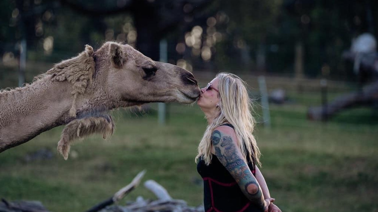 Gisborne animal activist’s mission to help cheeky rescue camels