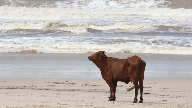 Cowabunga! Picture: Glenn Hampson