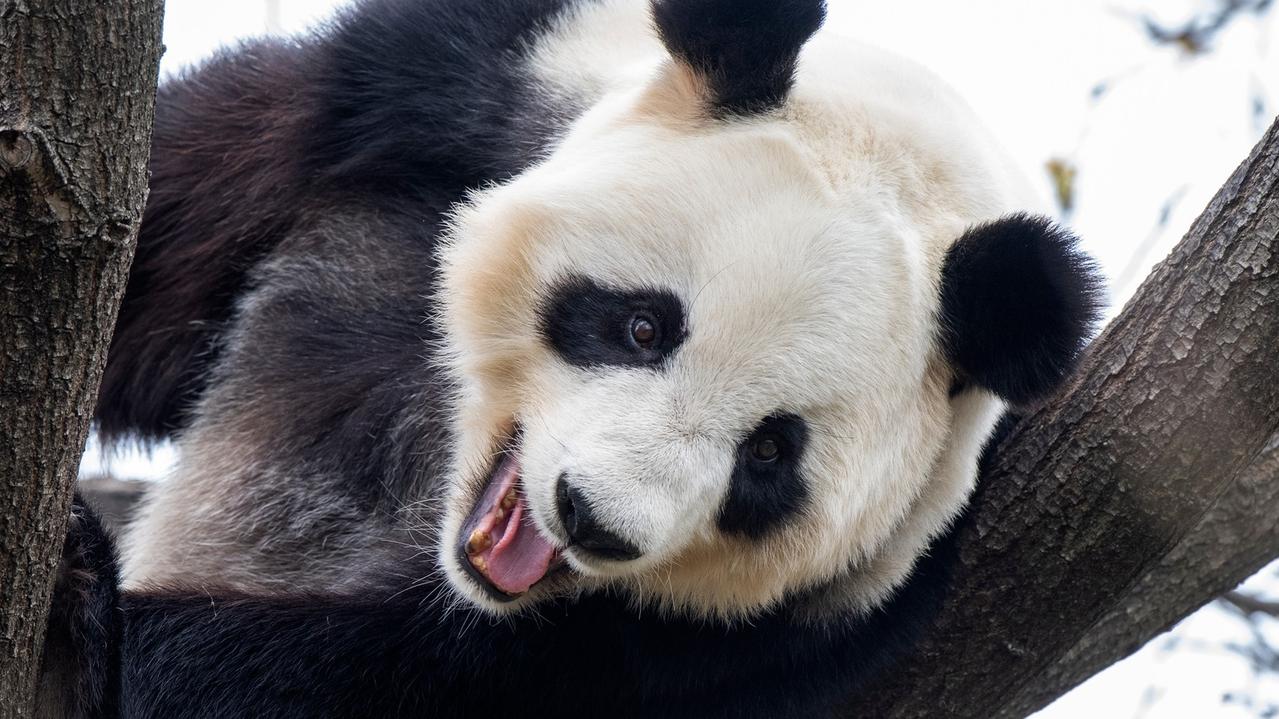 Last chance to wave a giant goodbye to zoo’s pandas