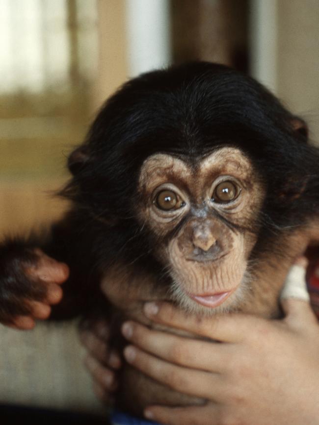 Baby Julius in the hands of a human. Photo: Billy Glad.