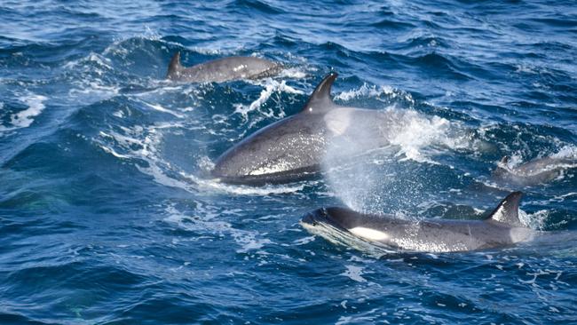 These whales are fish-eating orcas that migrate north from Antarctica. Picture: Wildlife Coast Cruises.