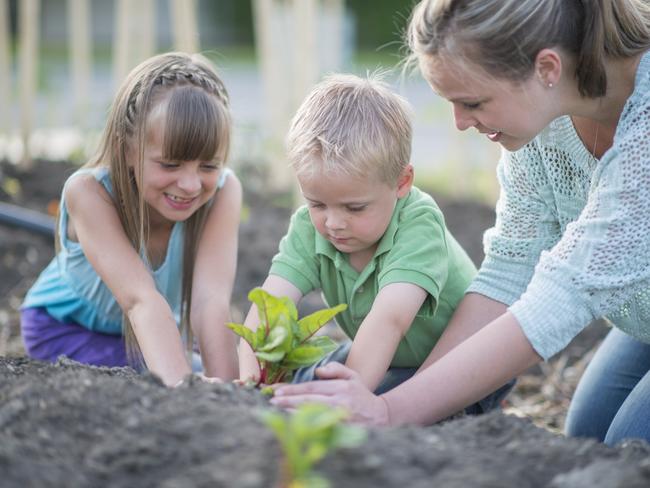 Your plants might need a bit of a vitamin boost.