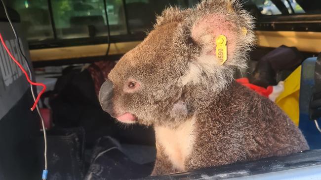 Microsoft the Koala in the back of the Ute after being rescued from the side of the road. Picture: Moreton Bay Koala Rescue Facebook