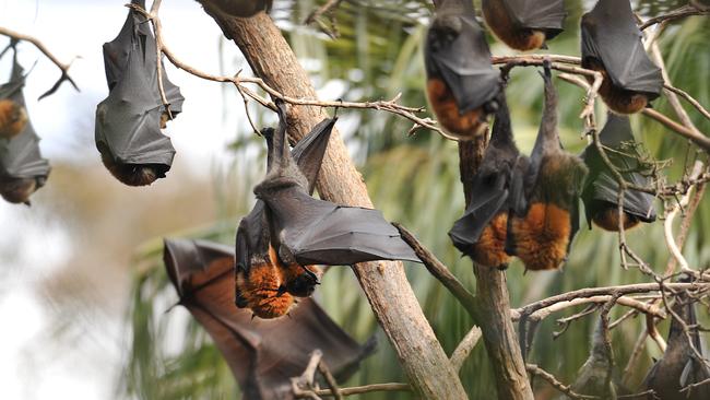 The flying-fox at Cannes Reserve in Avalon.