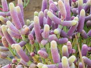 Grey samphire at Kinka wetlands. Picture: Kylie Jones