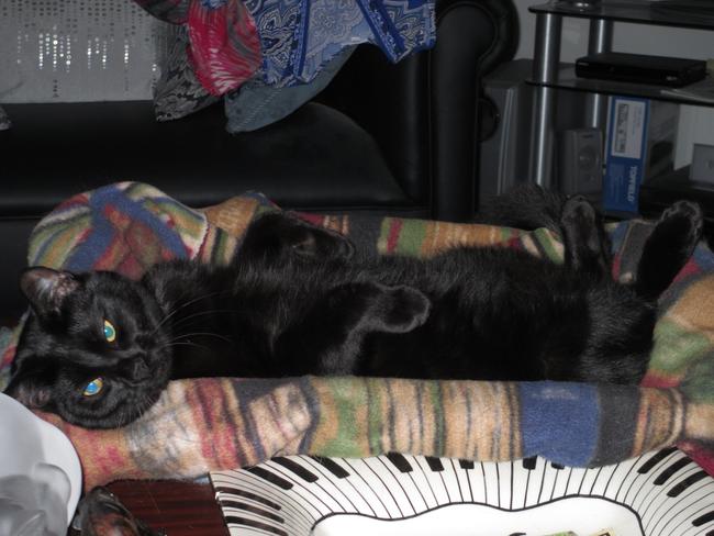 SABBA: Sabba is fond of a sleep-in, but this super sleek kitty never has to worry about bed hair.