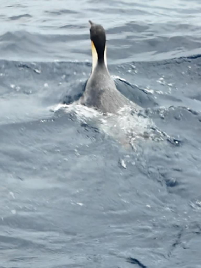 Emperor penguin released back into the wild after 3,500km journey to ...