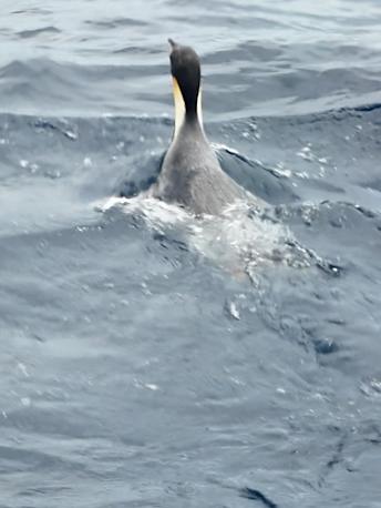 Gus was released back into the wild after he recovered. Picture: DBCA