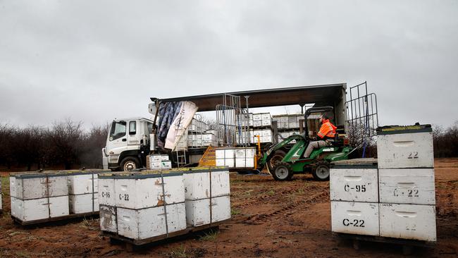 Buzzing around: Agriculture Minister David Littleproud wants a free flow of beekeepers crossing state borders. Picture: Andy Rogers