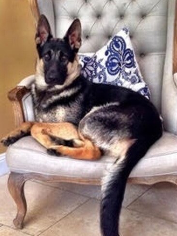 NELSON: German shepherd Nelson, 18 months, has no doubt he belongs in Mum’s best chair.