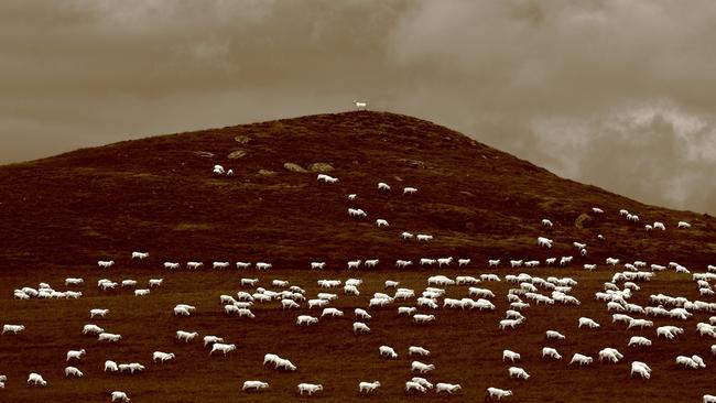 Solitaire. Sheep at St Marys Pass, East Coast Tasmania. Picture: David Murphy