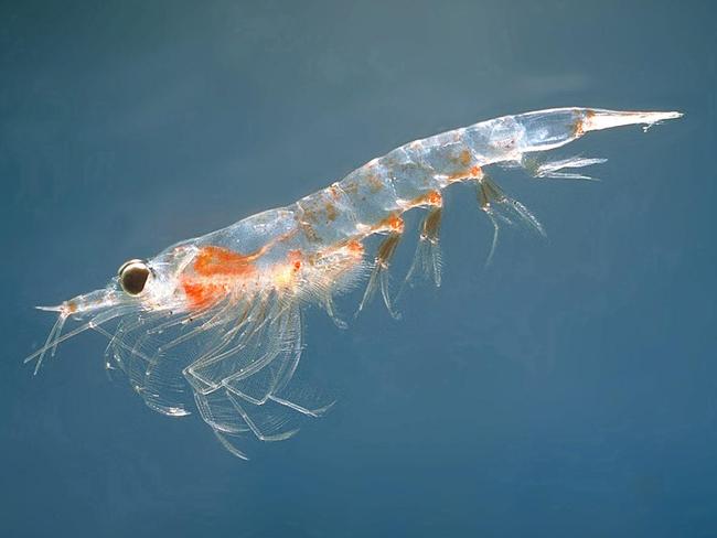 03-05-2006 REVIEW: Krill small crustacean.