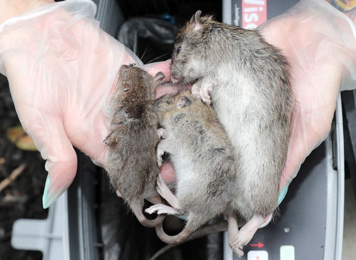 Rat catchers have reported a “strange” and unseasonal spike in rodent captures after Covid lull