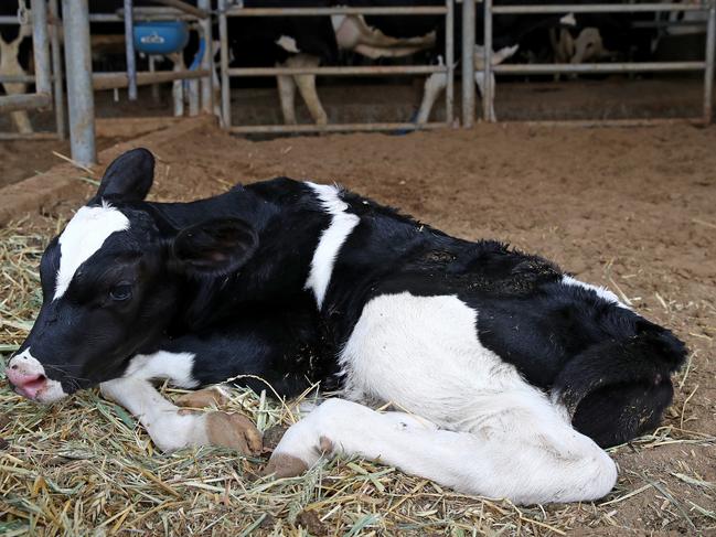 A calf born overnight rests before attempting to put weight on its legs. Picture: Toby Zerna