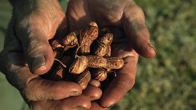 Larsen with peanuts at his farm. Picture: Justine Walpole.