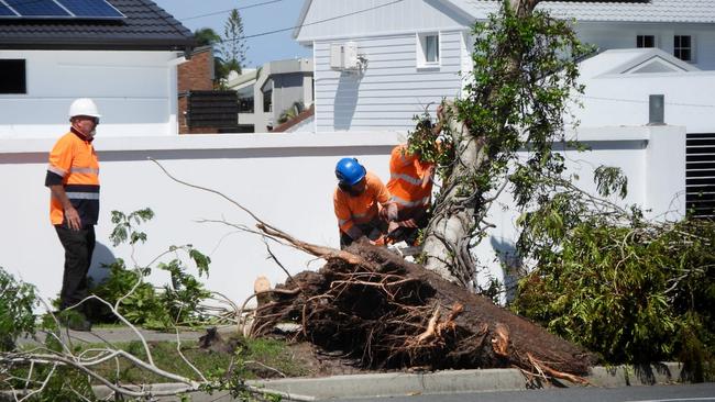 A fallen tree causes major pedestrian and traffic hazards at Coomera on the Gold Coast after a massive storm. Picture: NCA NewsWire / Scott Powick