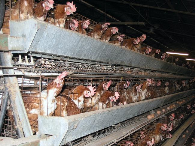 Battery hens spend their lives completely confined.