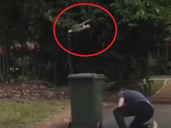 Bird launches relentless attack on bin man