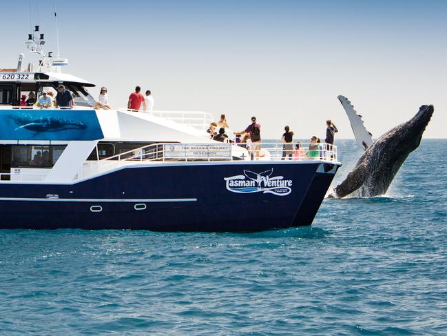 HERVEY BAY. Whale watching cruise on Tasman Venture. For story by Leanne Edmistone in Escape travel.