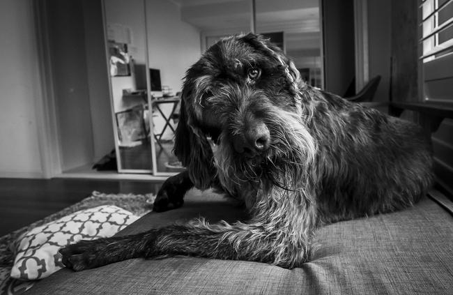 Nellie the wire-haired pointer will be featured in the book. Picture: Suzanne Stevenson