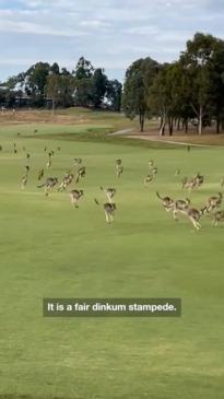 Kangaroo stampede on Melbourne golf course