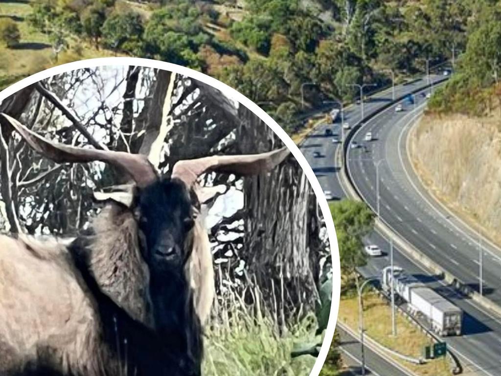 A lone goat who gazes upon the highway traffic from his lofty home on a hill in the middle of the South Eastern Freeway has attracted the fanfare of travellers from all around the state.