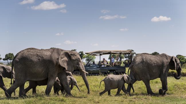An Elephant herd seen at Maasai Mara safari Angama Mara.